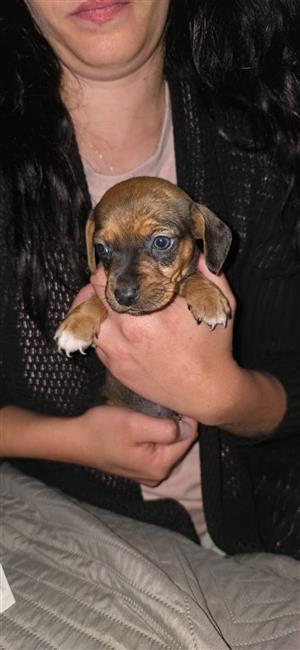 Jackrussel x dachshund pups