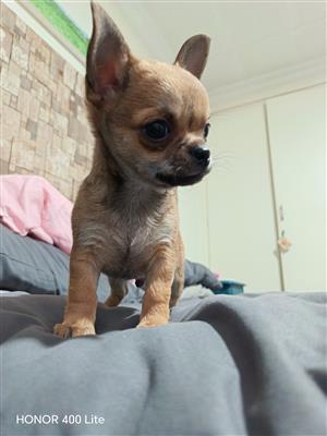 Chihuahua Puppy 