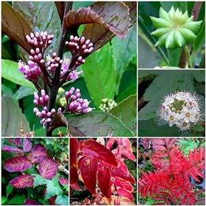 TUIN PLANTE  & KITSGRASSE Groente Vrugte