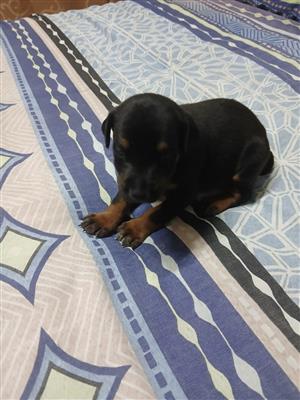 Pure bred DOBERMAN male puppy