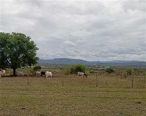 Small Livestock/Chicken Farm In Tzaneen area