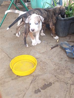 Great dane puppies for sale