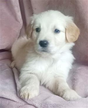 Female Golden Retriever puppy available 