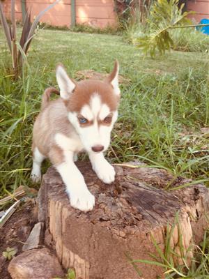 8 weeks old husky for sale vaccinated 
