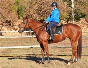 Stunning Thoroughbred Mare for sale!!!