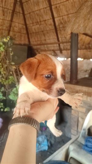 Jack Russell Puppies for Sale 6 adorable short leg Jack Russell puppies 