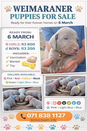 Weimaraner Puppies