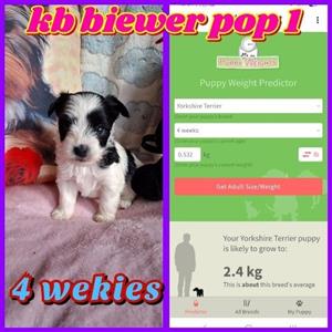 2 pragtige opregte biewer yorkies tekoop