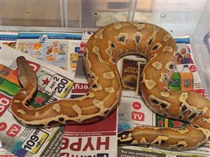 Blood Python For Sale 