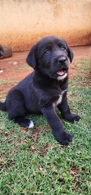Assiedor puppies available 