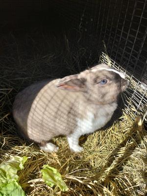 Dwarf rabbit breeding pair 