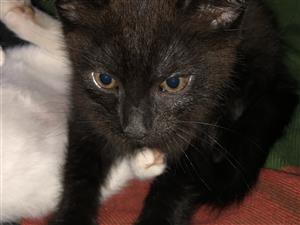 Pure black female kittens