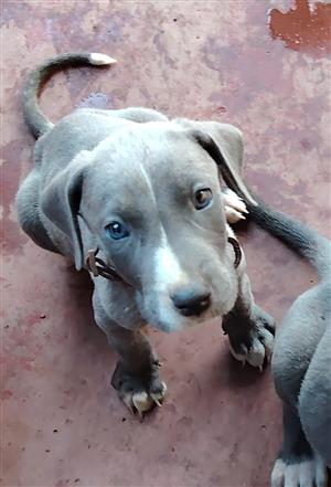 Pure bred Great Dane puppies 