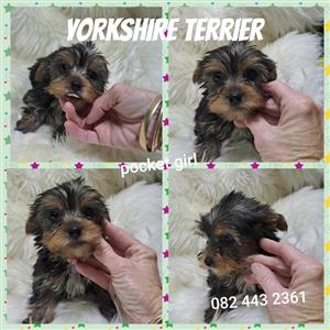 Yorkshire terrier pups