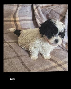 Maltese puppies