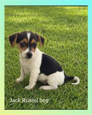 Jack Russel pups
