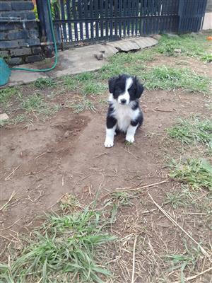 Border Collie puppies