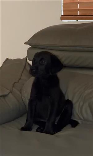 Labrador Retriever puppy 