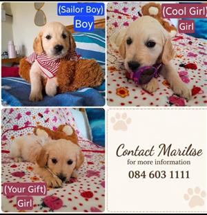 Golden Retriever Puppies only 3 left