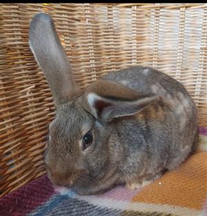 Flemish Giant rabbit