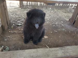 Chow chow male 