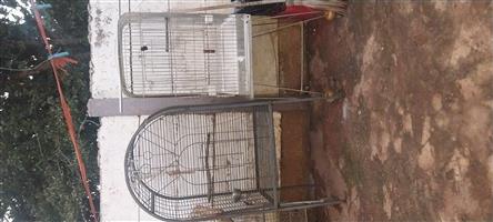 Bird cages 