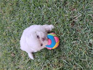 Gorgeous Pekingese puppies