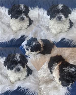 Maltese poodle pup