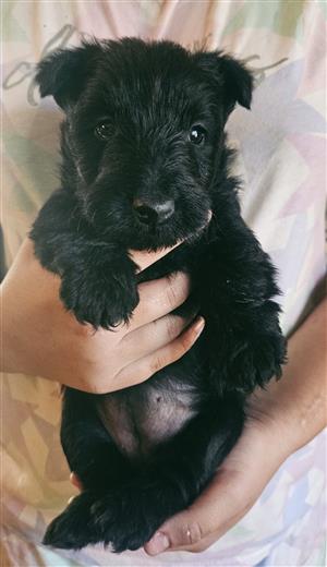 Opregte Skotse terrier hondjies