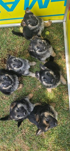 Pure bred German Sheppard Puppies