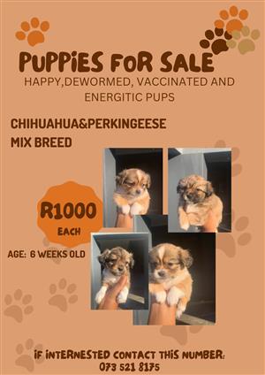 Male pup for sale ( chihuahua& Pekingese mixed breed)