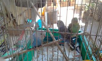 cute handreared budgies for sale