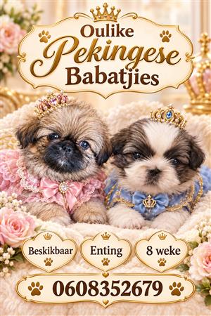 Pekingese Puppies