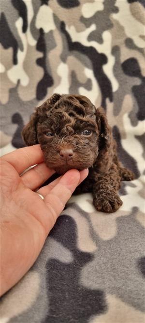 Gorgeous yorkipoo male available 