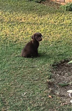 Labrador Pups