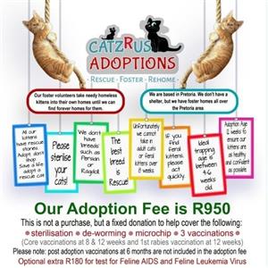 Look at our kittens! at CatzRus Pretoria. Sterilisation, vaccinations and microchip included. 