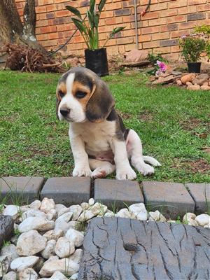 Beagle puppies 