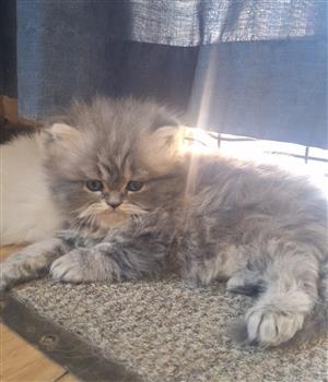 Persian kittens