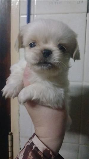 Male pekingese puppies 