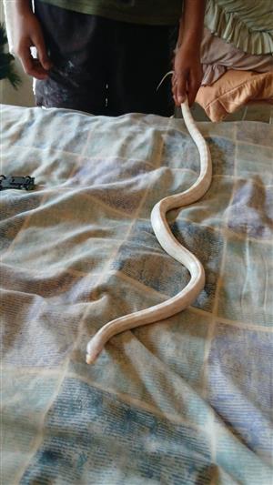 Two corn snakes with cages and waterbowl