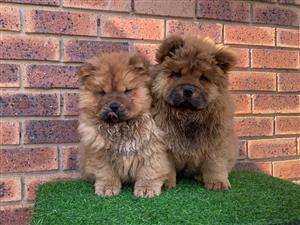 Gorgeous Chow chow puppies available