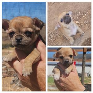 CHIHUAHUA PUPPIES FOR SALE 