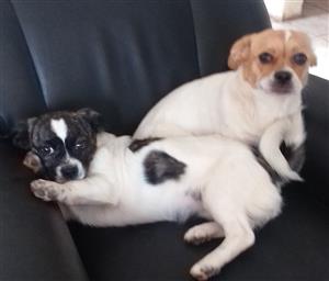 Pekingese x jack Russell 