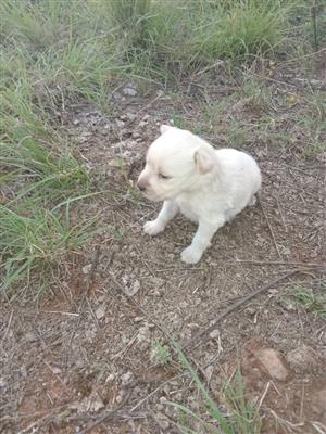 Purebred Female Labrador