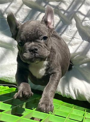 Beautiful French bulldog puppies available