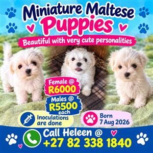 Miniature Maltese Puppies
