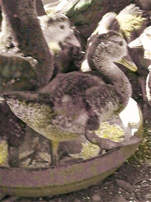 Muscovy Ducks For Sale - Young Females