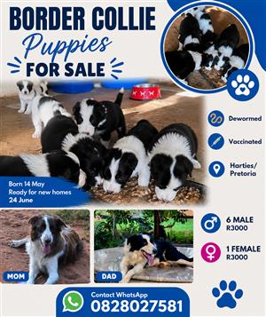 Border Collie puppies 