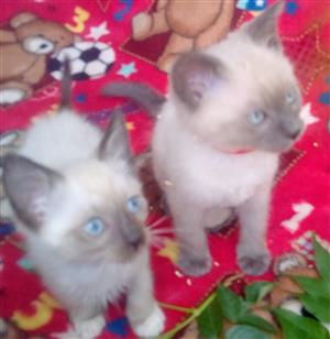Ragdoll Siamese kittens Blue point Seal point Calico  