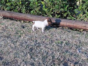 Jack Russel puppies for sale
